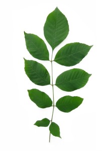 ash leaf